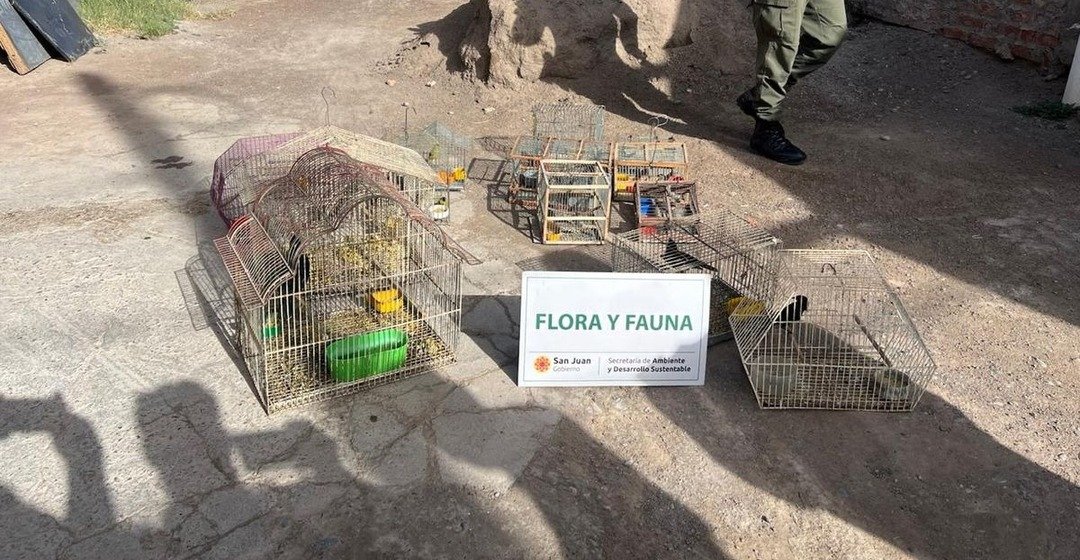 Rescataron 28 aves silvestres que estaban en cautiverio tras allanamientos en Rawson y Chimbas