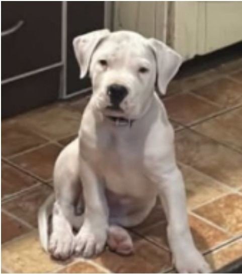 Bocky, cachorro de dogo argentino extraviado en barrio Sarmiento, Rawson.