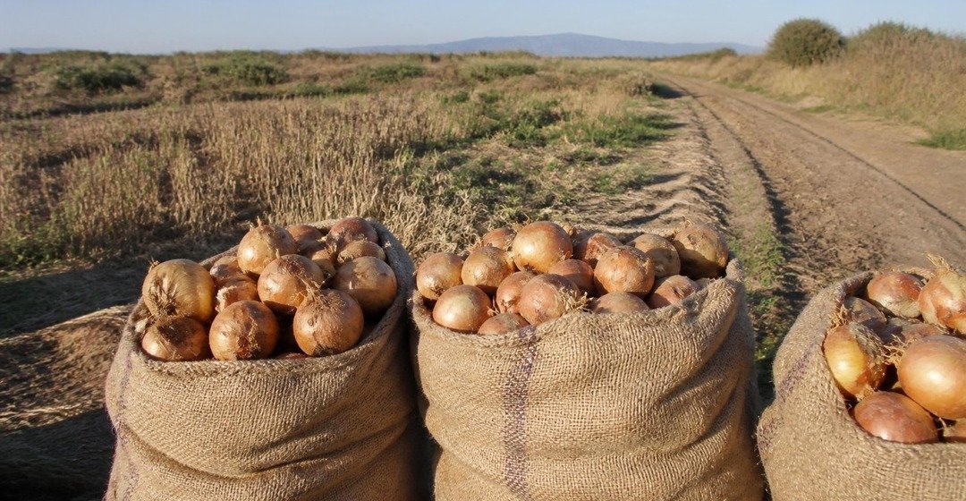 Bolsas de cebolla en una finca. Imagen ilustrativa.