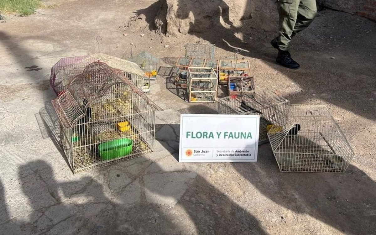 Rescataron 28 aves silvestres que estaban en cautiverio tras allanamientos en Rawson y Chimbas