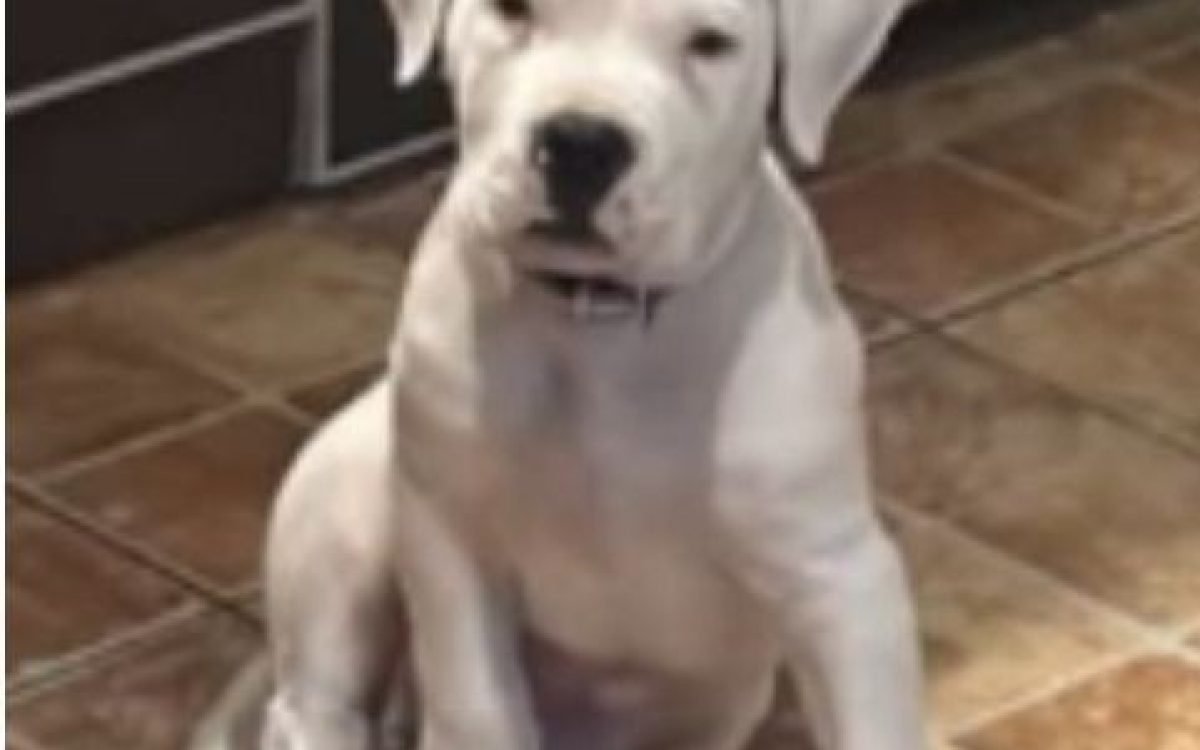 Bocky, cachorro de dogo argentino extraviado en barrio Sarmiento, Rawson.
