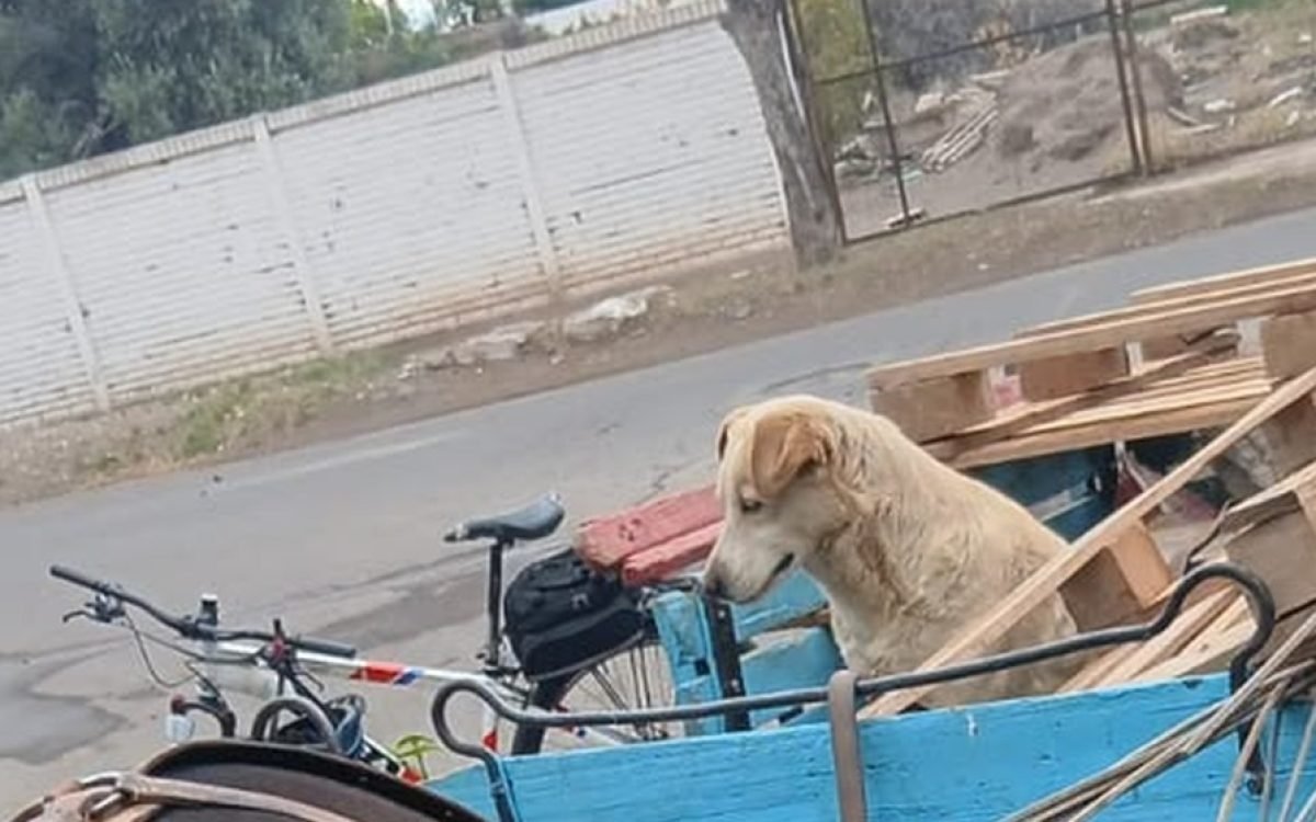 Carretela celeste tirada por un caballo, con un perro sobre la carga, en una calle de Capital.