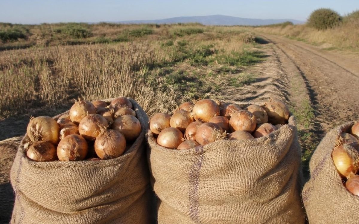 Bolsas de cebolla en una finca. Imagen ilustrativa.